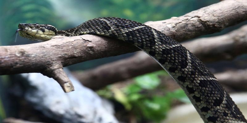 Mơ thấy rắn điềm gì nếu chúng màu đen