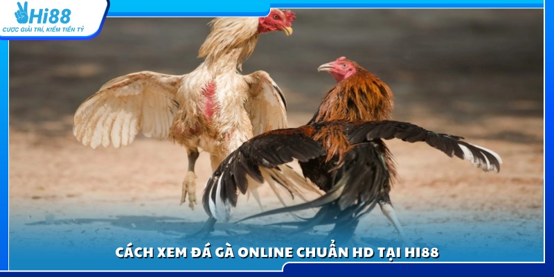 Cách theo dõi trận đá gà live HD sắc nét tại Hi88