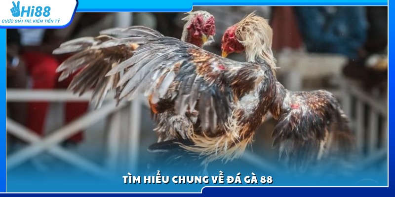 Giới thiệu khái quát về hệ thống đá gà trực tuyến 88